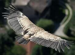 Griffon Vulture