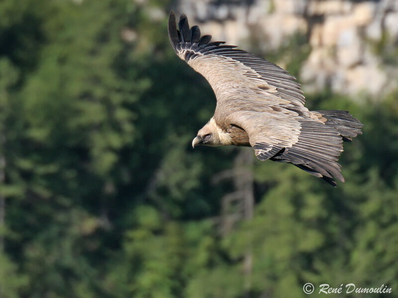 Griffon Vulture