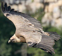 Griffon Vulture