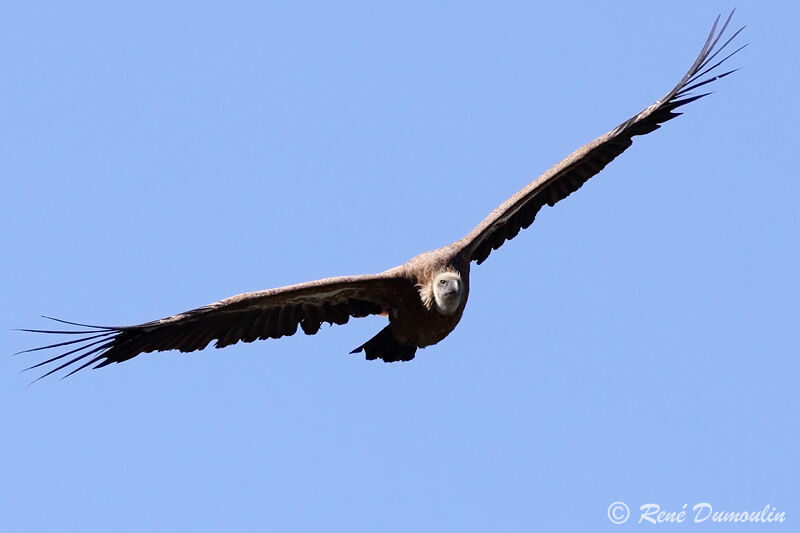 Griffon Vulture, Flight