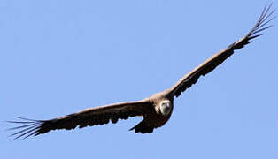 Griffon Vulture