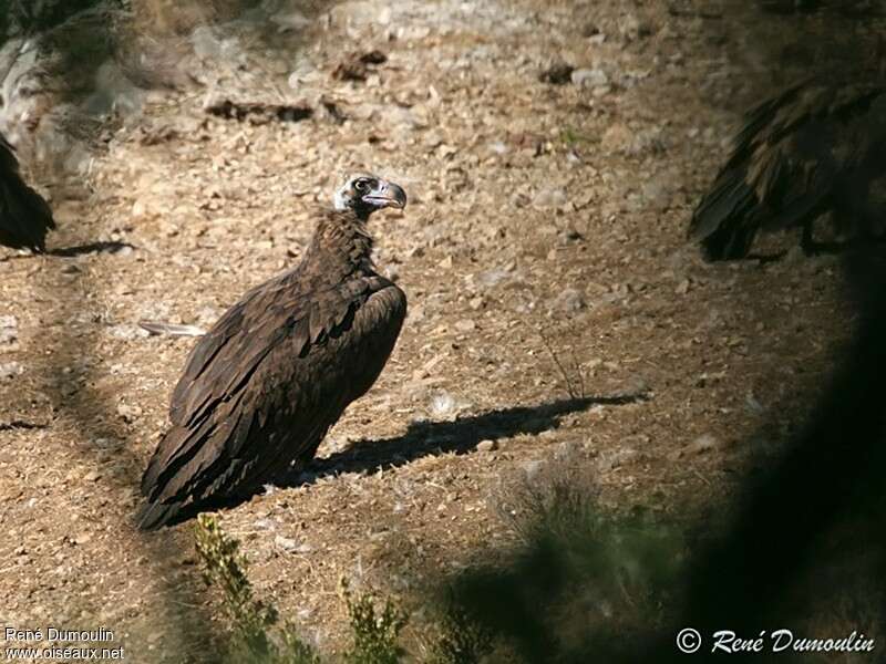 Vautour moineadulte, identification