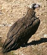 Cinereous Vulture