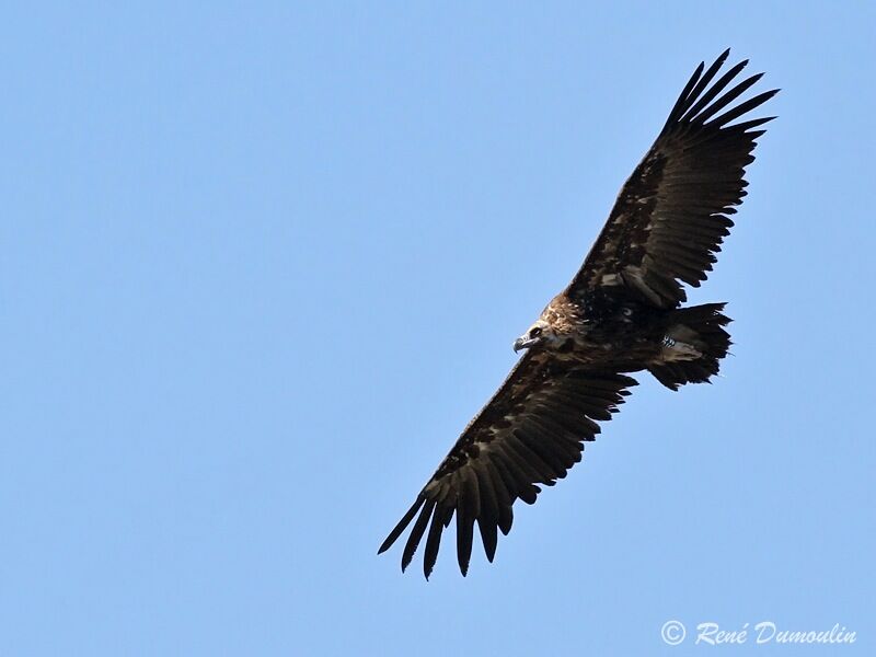 Cinereous Vultureadult, Flight