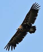 Cinereous Vulture