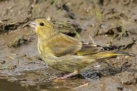 European Greenfinch