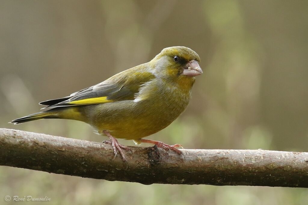 European Greenfinch