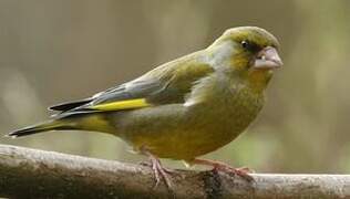 European Greenfinch