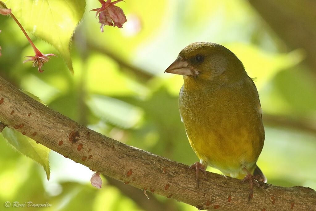 European Greenfinch male adult breeding, identification