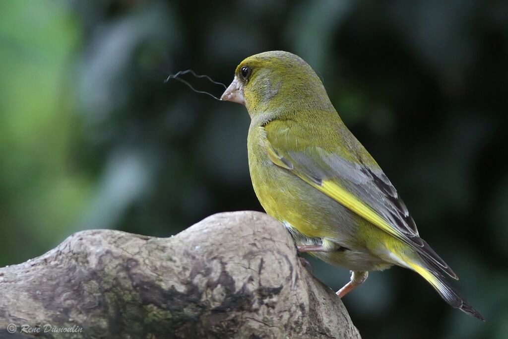 European Greenfinch male adult breeding, identification