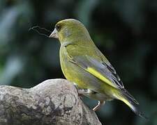 European Greenfinch