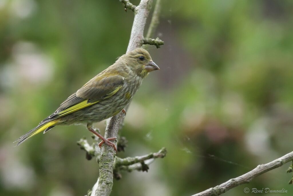 Verdier d'Europejuvénile, identification