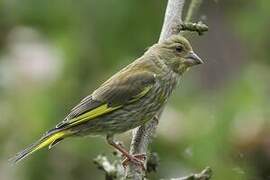 European Greenfinch