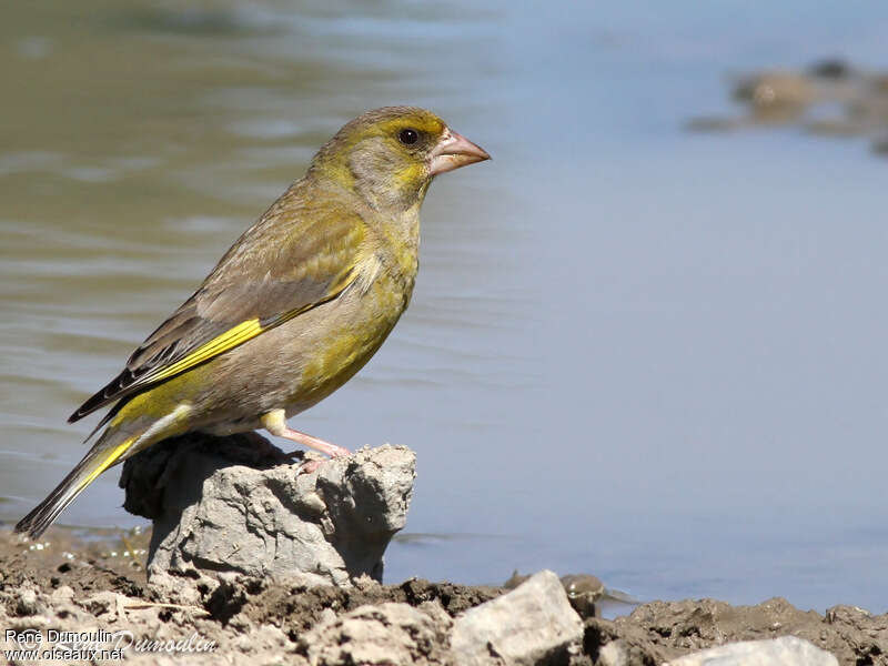 European Greenfinch male adult breeding, identification