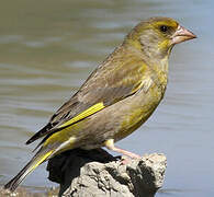 European Greenfinch