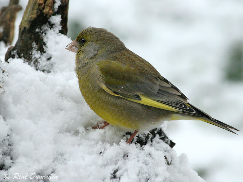 European Greenfinch male adult