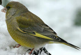 European Greenfinch