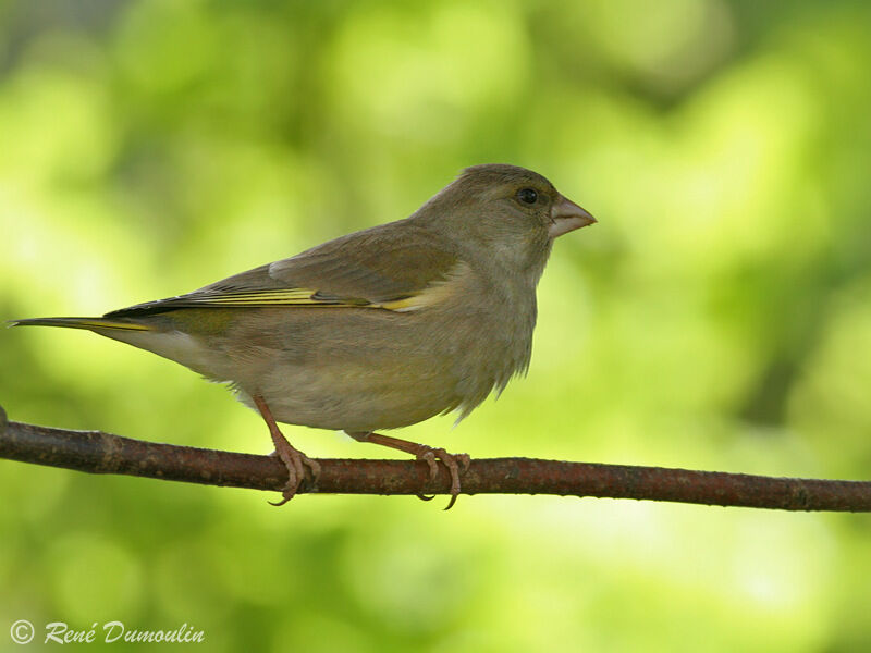 European Greenfinch female adult