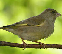 European Greenfinch