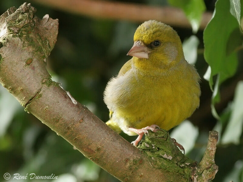 European Greenfinch male adult breeding, identification