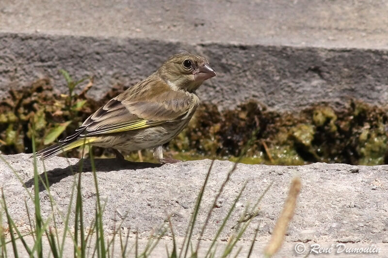 European Greenfinch male juvenile, identification