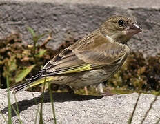 European Greenfinch