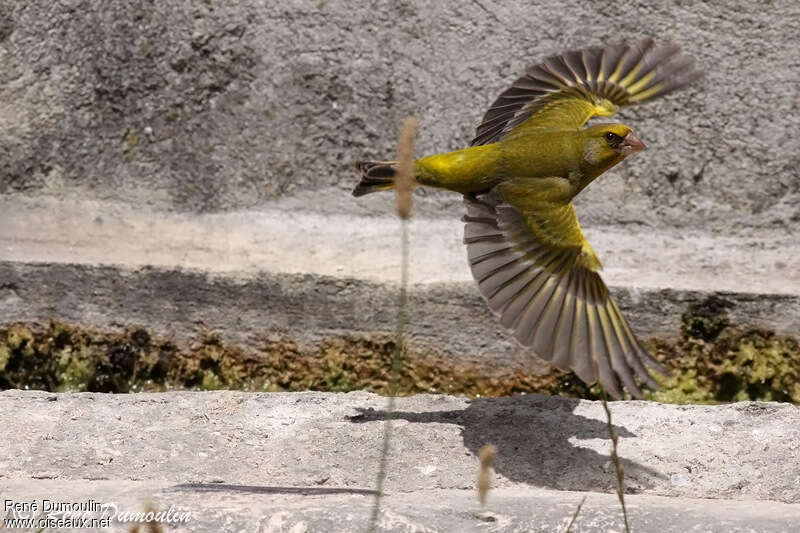 European Greenfinch male adult, Flight