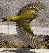 European Greenfinch