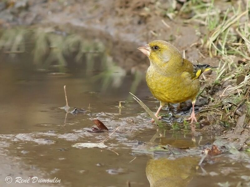 European Greenfinch male adult, identification