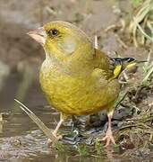 European Greenfinch