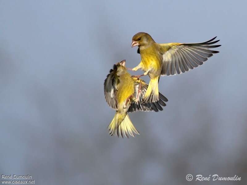 European Greenfinch male adult, identification, Flight, Behaviour