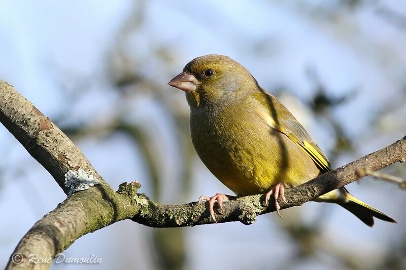 European Greenfinch male adult post breeding, identification