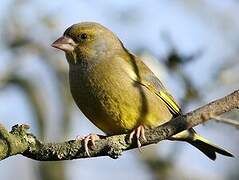 European Greenfinch