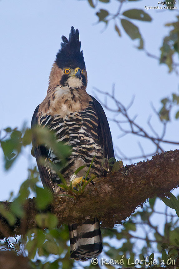 Aigle ornéadulte, identification