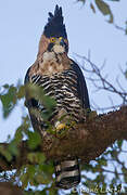 Ornate Hawk-Eagle