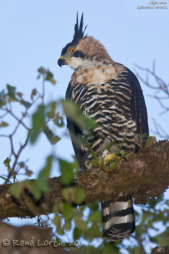 Aigle ornéadulte, identification