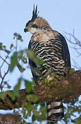 Ornate Hawk-Eagle