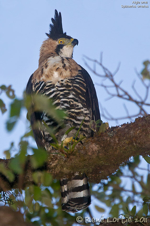 Aigle ornéadulte, identification