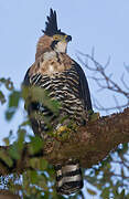 Ornate Hawk-Eagle