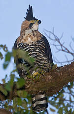 Aigle orné