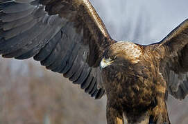 Golden Eagle