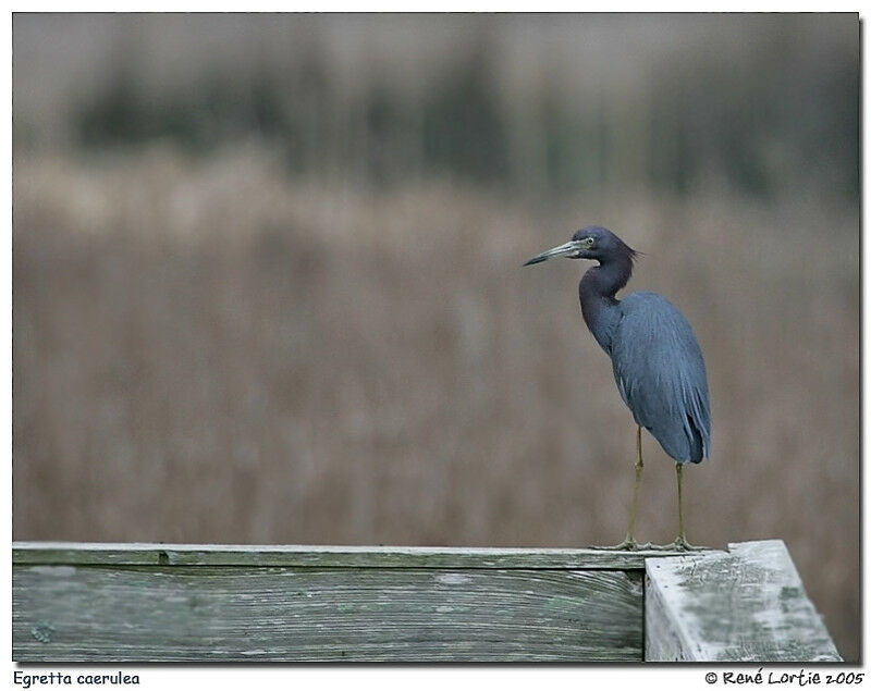 Little Blue Heron