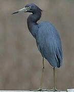 Aigrette bleue