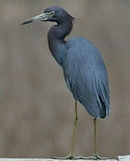 Aigrette bleue