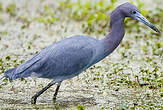 Aigrette bleue