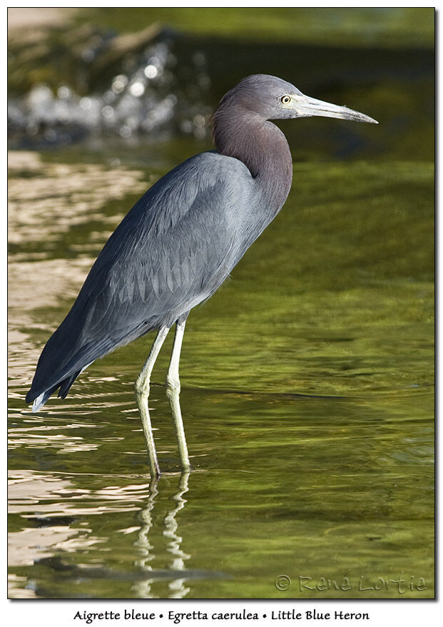 Aigrette bleue