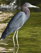 Aigrette bleue