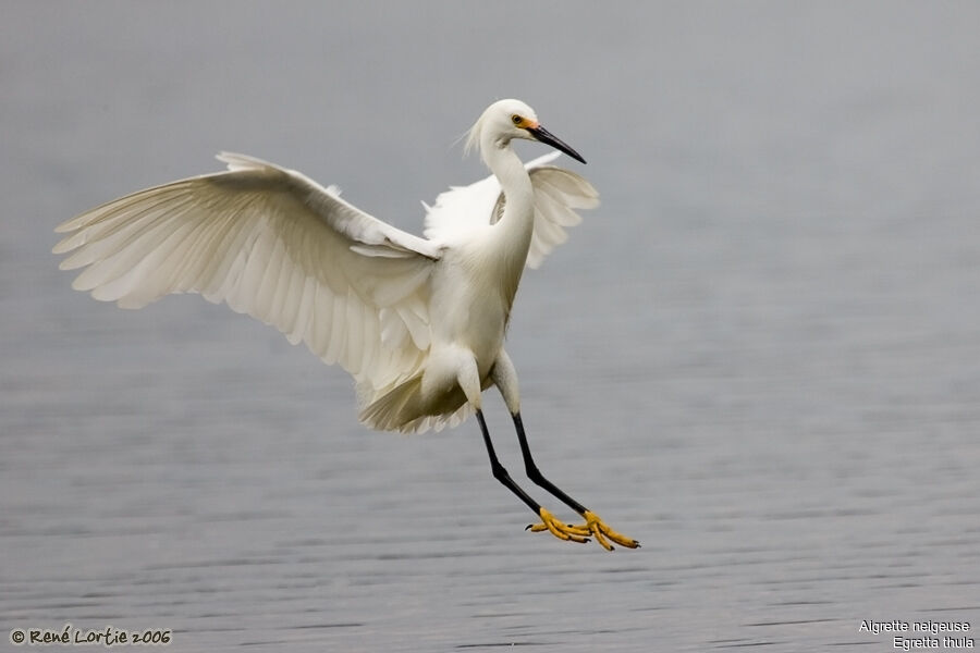 Aigrette neigeuseadulte nuptial