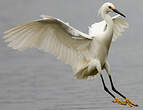 Aigrette neigeuse