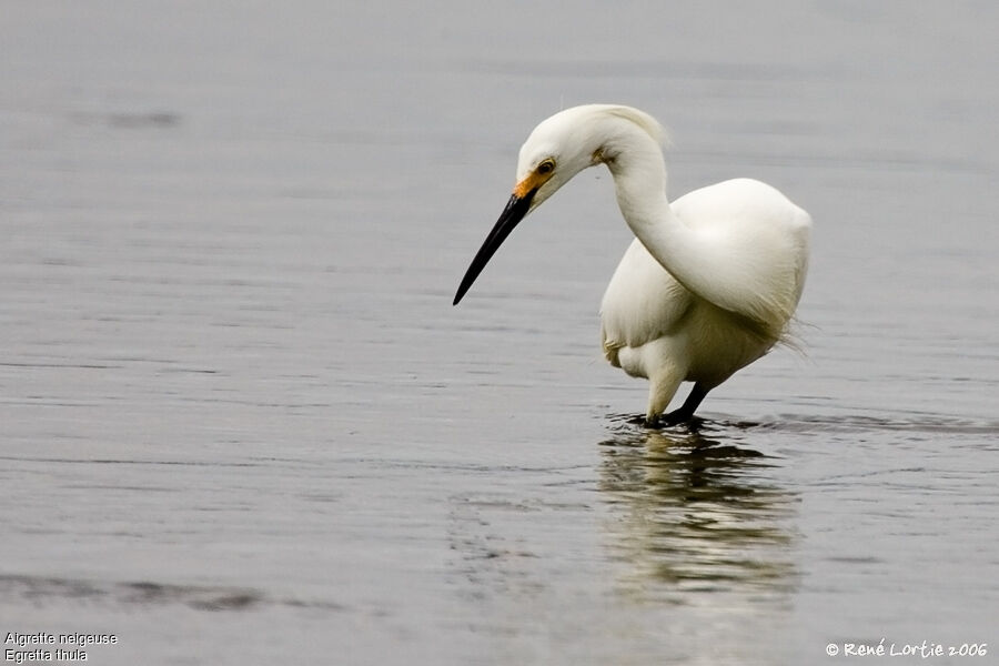 Aigrette neigeuseadulte nuptial